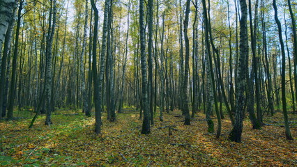 Obraz premium Autumn picturesque background. Calm fall autumn forest during beautiful sunset evening. Tilt down.