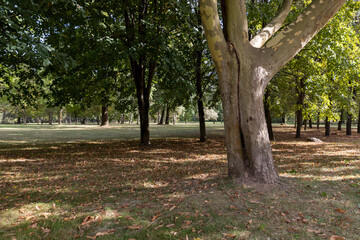 trunks of trees with green foliage in early autumn in sunny weather