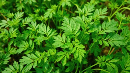 Obraz premium Green leaves background, fenugreek leaves plant, Medicine plant wallpaper, Fenugreek plant in field. Green Fenugreek . Fresh Green Fenugreek Leaves