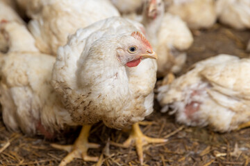 fat meat chickens in a cage-free workshop at a poultry farm in a rural area