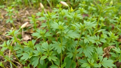 Green leaves background, fenugreek leaves plant, Medicine plant wallpaper, Fenugreek plant in field. Green Fenugreek . Fresh Green Fenugreek Leaves