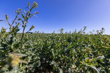 rapeseed flowers are yellow against a sky