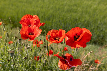 a large number of red poppies in the green grass