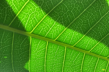 Close Up, Abstract Green Leaf Texture with leaf shadow