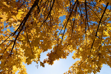 yellowing maple foliage before leaf fall