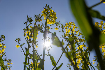 beautiful rapeseed flowers in sunny spring weather