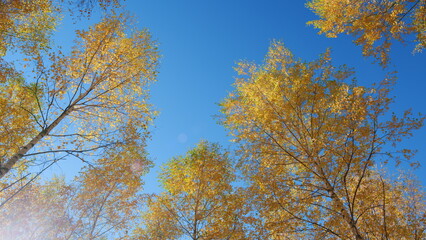 Autumn foliage. Gold color tree and orange foliage in fall park. Orange trees in autumn park. Low angle view.