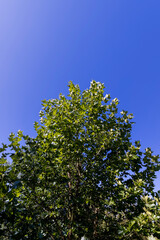 the green foliage of the sycamore tree in the summer