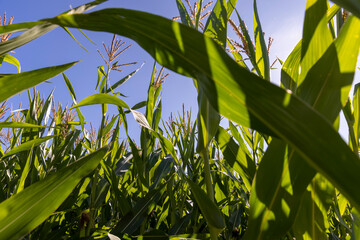new green corn in the field during flowering and pollination