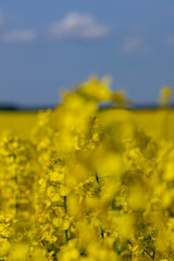 blue sky with clouds and yellow canola blossoms in spring