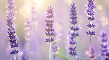 Naklejka premium A close-up of blooming lavender flowers, showcasing their vibrant purple hues and delicate structure in a soft, dreamy light.