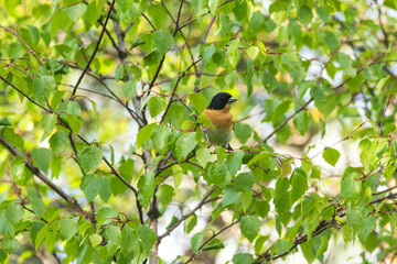Colorful male Brambling perched on Birch during summer evening in Riisitunturi National Park, Northern Finland	