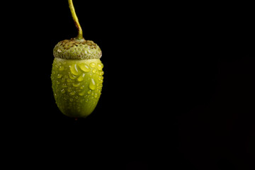not ripe green oak acorn close-up