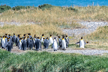 Outdoor scene depicting a King Penguin - Aptenodytes patagonicus- colony on Tierra de Fuego, in...