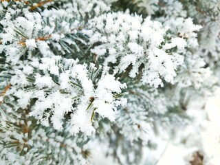 Snow-covered fluffy branches of a fir tree. Close-up of white snow on branches.