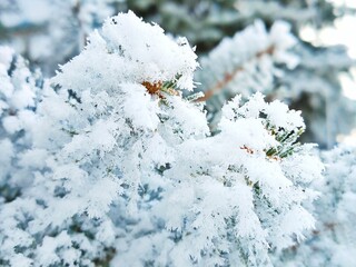 snow covered branches of a fir tree