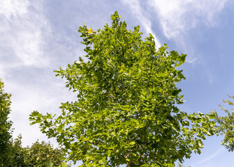 foliage changing color to yellow tulip tree in autumn