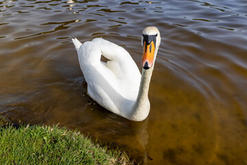 white swans who arrived in eastern Europe in the spring to raise offspring