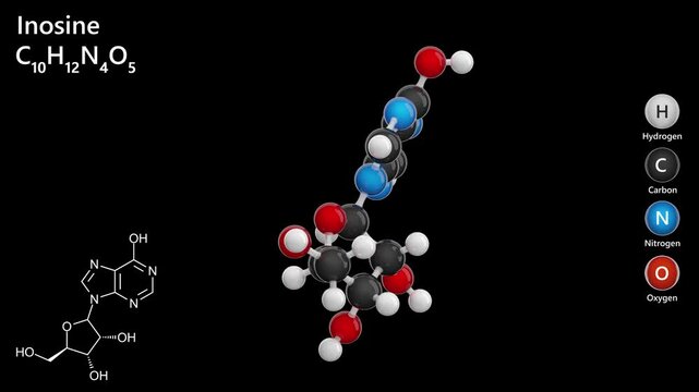 Inosine. Nucleoside. Animated 3D model of a molecule. Molecular formula: C10H12N4O5. Chemical model: Ball and stick. Black background. 3D rendering. Seamless loop.
