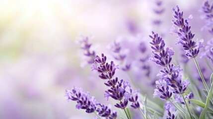 A close-up view of blooming lavender flowers, showcasing their vibrant purple hues and delicate details against a soft background.