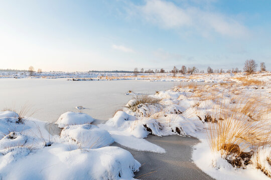 Winter landscape in High Fens Nature Park, Belgium with snow-covered peat moor.