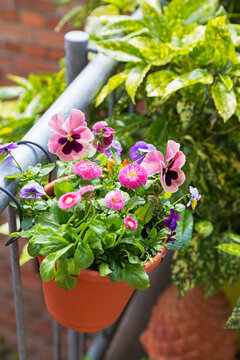Multicoloured viola flowers and pink daisies in a hanging pot at balcony railing.