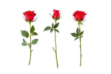 Three red roses white background different growth stages green stems