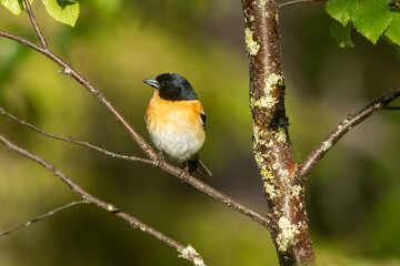 Colorful male Brambling perched on Birch during  sunny summer evening in Riisitunturi National Park, Northern Finland