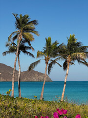 beach with palm trees, Khor Fakkan, Fujairah, United Arab Emirates 