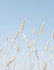 Obraz premium Beige wild grass and blue sky as Natural textured banner, contour light, organic design blur background, soft pastel color. Aesthetic nature scenery, minimal autumn seasonal ornament patterns, hyper
