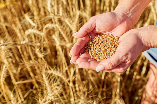 Mature woman with hands full of wheat grains in field