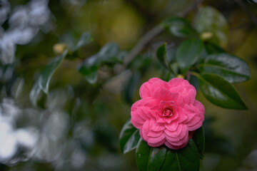 Exquisite Varieties of Camellias in Bloom from Christchurch, New Zealand