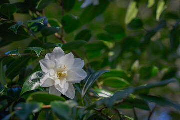 Exquisite Varieties of Camellias in Bloom from Christchurch, New Zealand