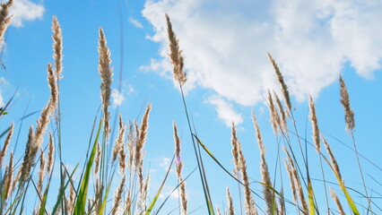 Fototapeta premium Reeds on lake. Fall in nature windy day. Coastline without people. Natural background. Low angle view.