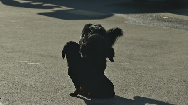 Two stray dogs trying to mate on the street, selective focus