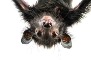 Hyperrealistic Aye-Aye Hanging Upside Down Isolated on White Background for Creative Projects
