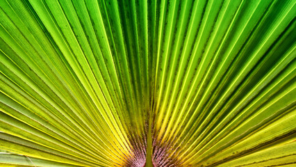 Fototapeta premium Abstract image of palm leaves at sunset time forming patterns of light