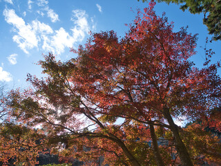 紅葉した養老渓谷