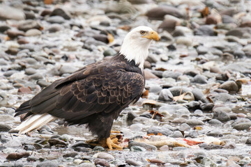 Bald eagle standing on a river bank with salmon in front of it