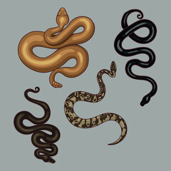 Obraz premium The symbol of the new year 2025 is a snake