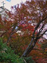 Fototapeta premium 紅葉した養老渓谷