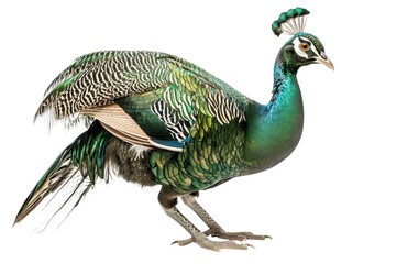 Obraz premium Stunning Hyperrealistic Image of a Female Green Peafowl Isolated on White Background Perfect for Artistic and Educational Usage