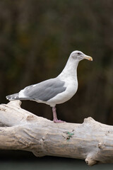 Seagull standing on a tree branch in Squamish, British Columbia, Canada