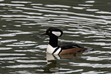 Hooded merganser (Lophodytes cucullatus) swimming on a lake