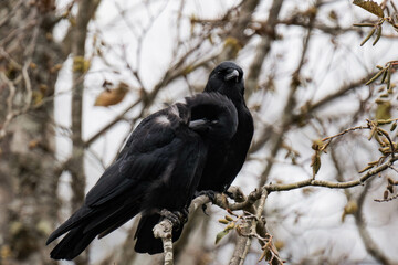 Two common raven or northern raven (Corvus corax) sitting on a tree branch