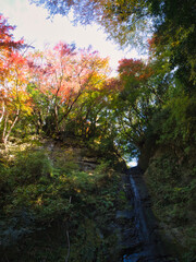 紅葉した養老渓谷