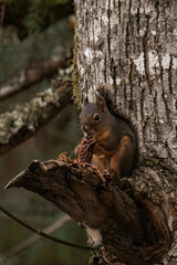 Douglas squirrel (Tamiasciurus douglasii) on a tree branch eating a nut