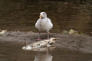 Seagull eating some salmon in Squamish, British Columbia, Canada