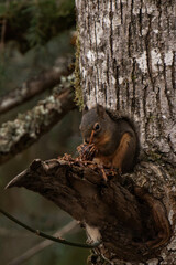 Douglas squirrel (Tamiasciurus douglasii) on a tree branch eating a nut