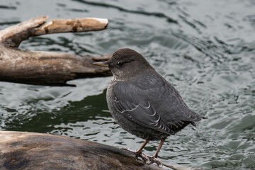 American dipper (Cinclus mexicanus)